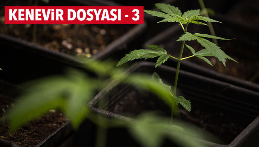 Kenevir karaborsası çökecek mi