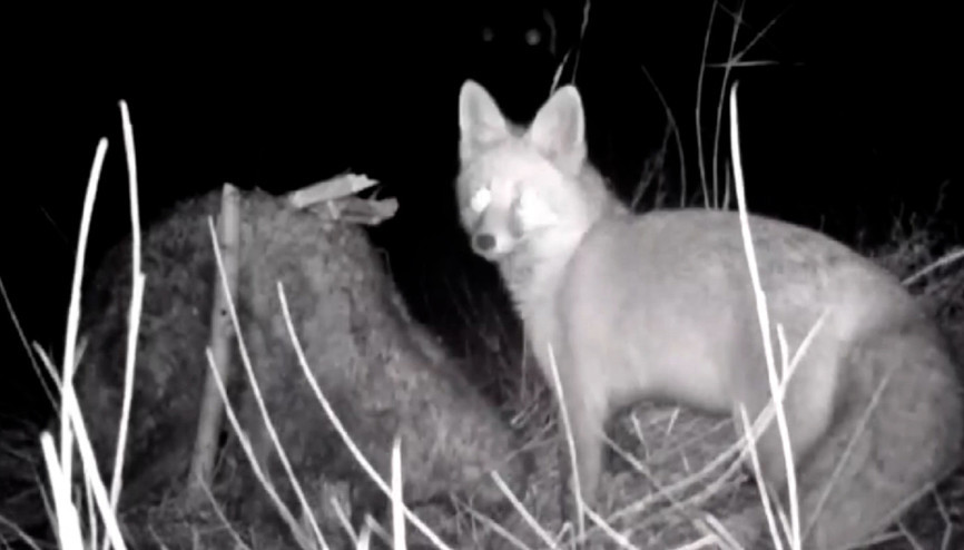 Tilkinin post mücadelesi fotokapana yansıdı