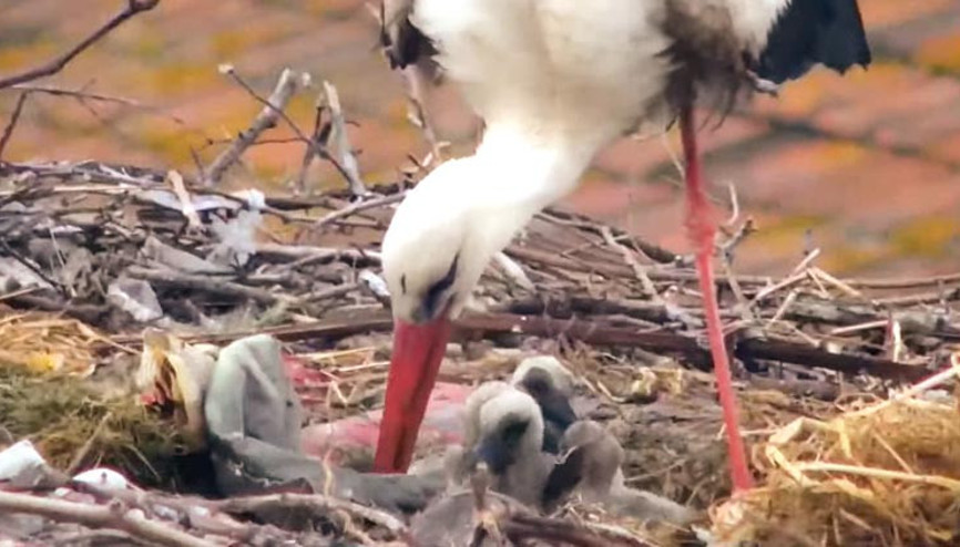 ‘Yaren’ leyleğin 4 yavrusu oldu
