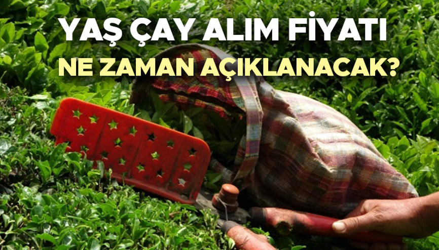 Yaş Çay taban fiyatları 2024 son durum | Yaş çay fiyatı 2024 ne zaman açıklanacak Yaş çay alım fiyatı ne kadar, kaç TL 2024 yaş çay sezonu başlıyor