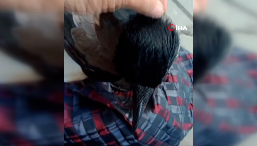 Başını okşayıp çocuğu gibi sevdi: Karga ile kadının dostluğu tebessüm ettirdi