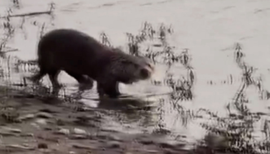 Nesli tehdit altındaki su samuru görüldü