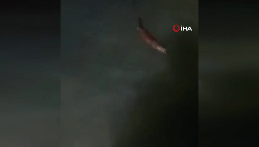 Nesli tehlike altında: Yalova kıyılarında görüntülendi