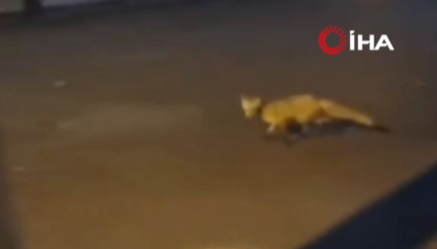 Bursa sokaklarında tilki görüntülendi