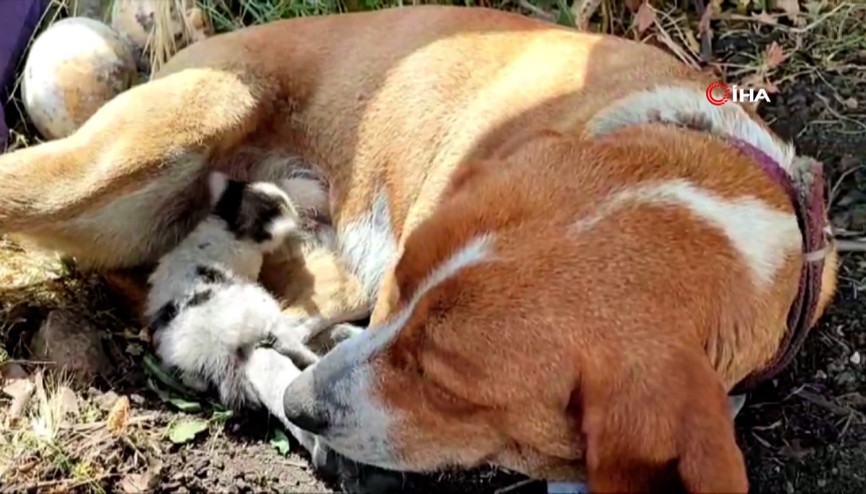 Annesinin terk ettiği yavru kediye, köpek annelik yapıyor