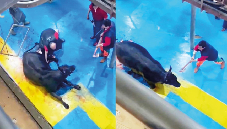 Kesim değil işkence... Yok böyle eziyet Kesim değil işkence... Yok böyle eziyet