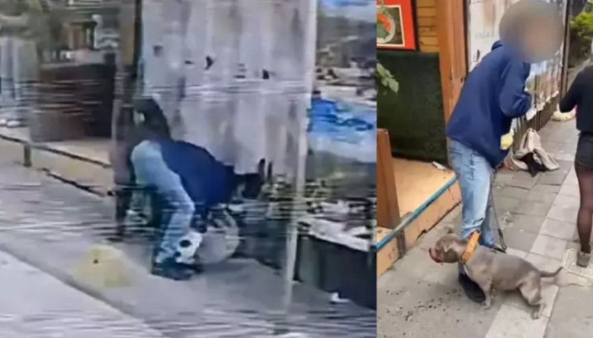 Kadıköyde pitbull dehşeti Kediye saldırdığı anlar kamerada