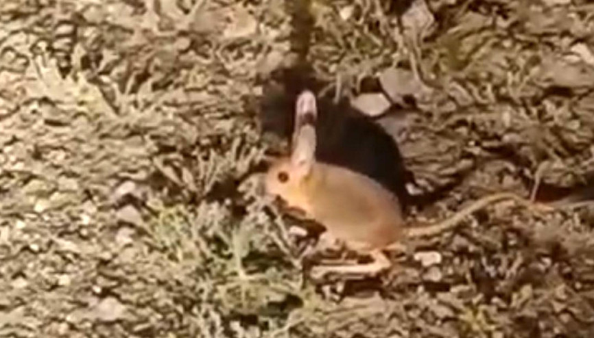 Antalyada nesli tükenme tehlikesinde olan kanguru faresi görüntülendi