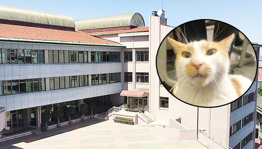 Kedi ‘Faruk’ davasının sanığı ilk kez hâkim karşısında: Onu atmadım kenara bıraktım