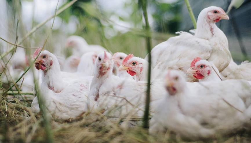 Avustralya’da kuş gribi tespit edildi Avustralya’da kuş gribi tespit edildi
