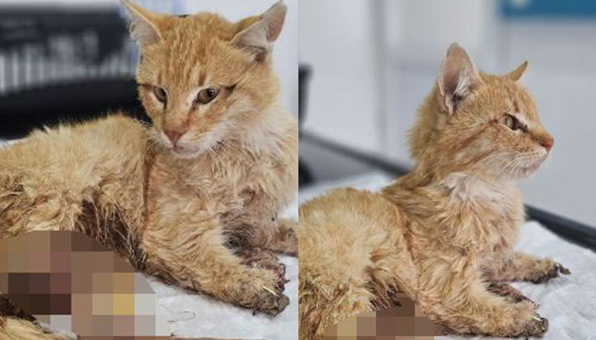 Kayseride vahşet: 3 ayağı kesilmiş halde bulunan kedi öldü