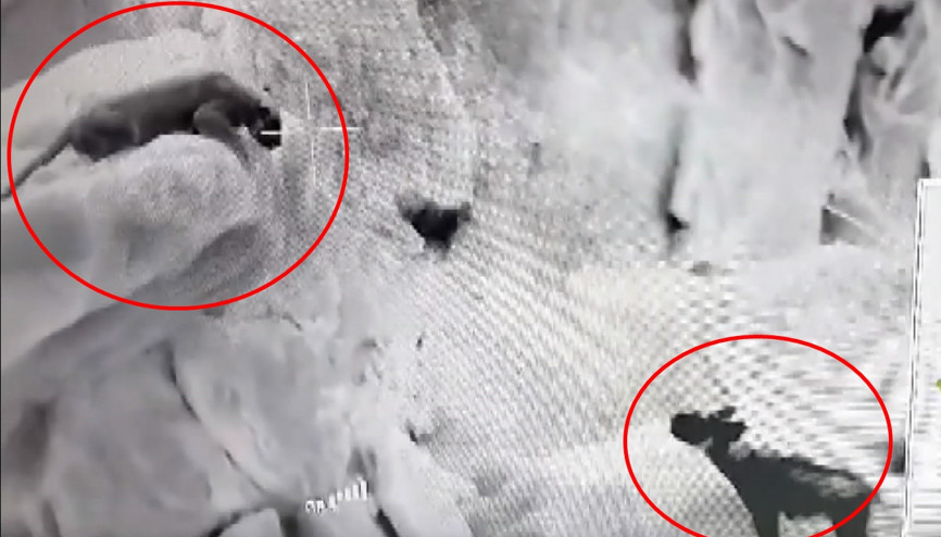 Cudi Dağında, Anadolu parsı ve sırtlan karşı karşıya geldi: O anlar termal kamerayla görüntülendi