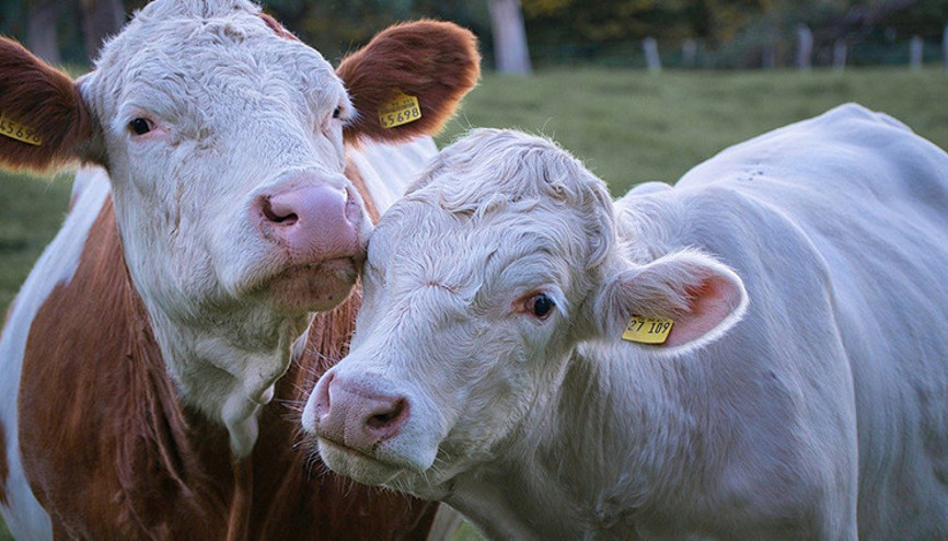 ABDde alarm İnek etinde kuş gribi izleri tespit edildi