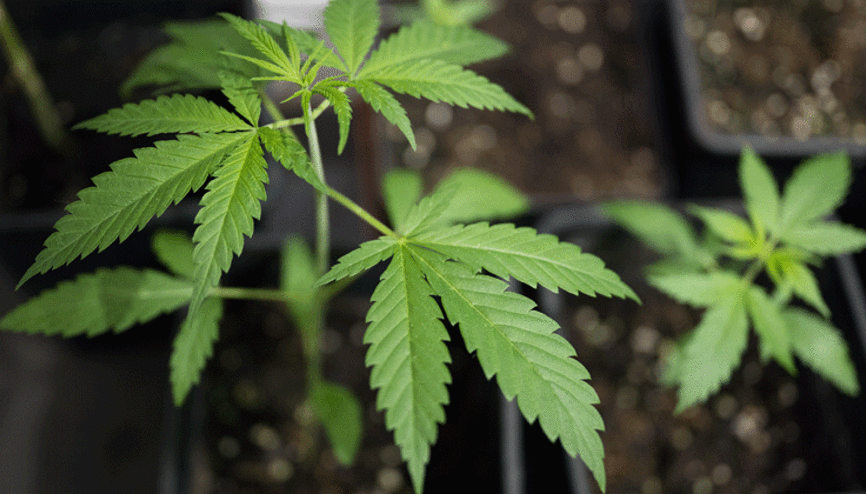 Almaya’da esrar otomatları devrede