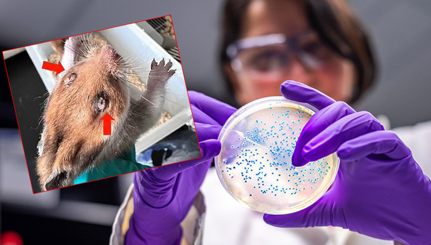 Çinli bilim insanları mutant ebola virüsü yarattı… Sonuçlar kan dondurucu… Tüm güvenlik önlemlerini aşıyor, üç günde öldürüyor Çinli bilim insanları mutant ebola virüsü yarattı… Sonuçlar kan dondurucu… Tüm güvenlik önlemlerini aşıyor, üç günde öldürüyor