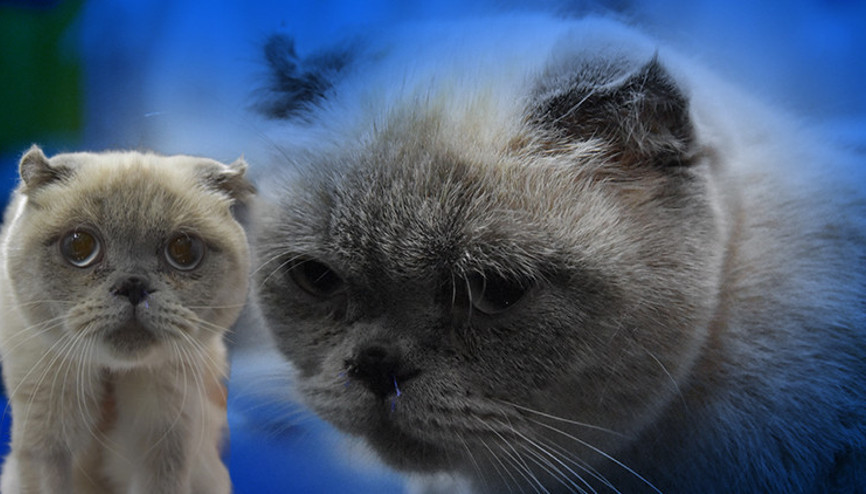 Sivasta kediye burun estetiği operasyonu