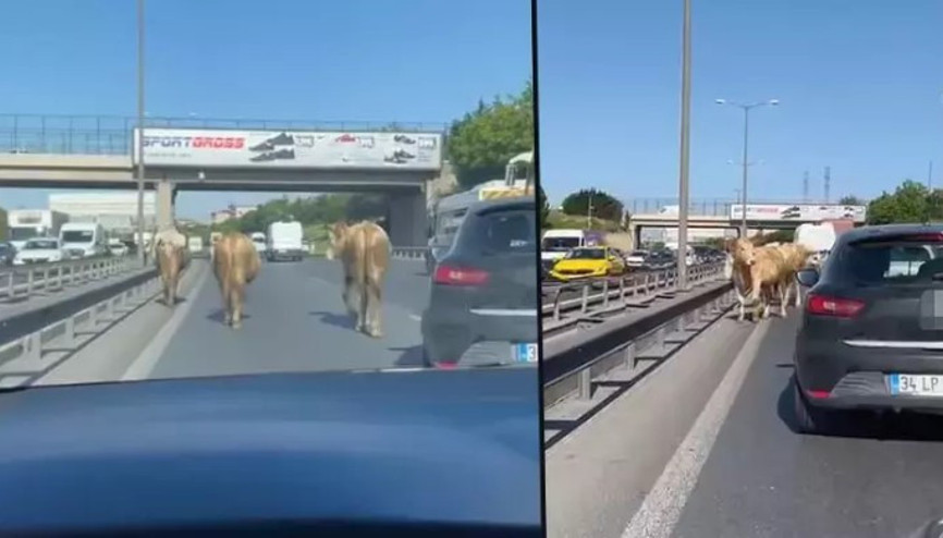 TEM Otoyoluna çıkan inekler, sürücülere zor anlar yaşattı