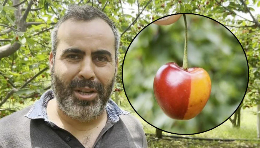 Fenerbahçeli kiraz üreticisinin şaşkınlığı: Ağaç bile Galatasaraylı