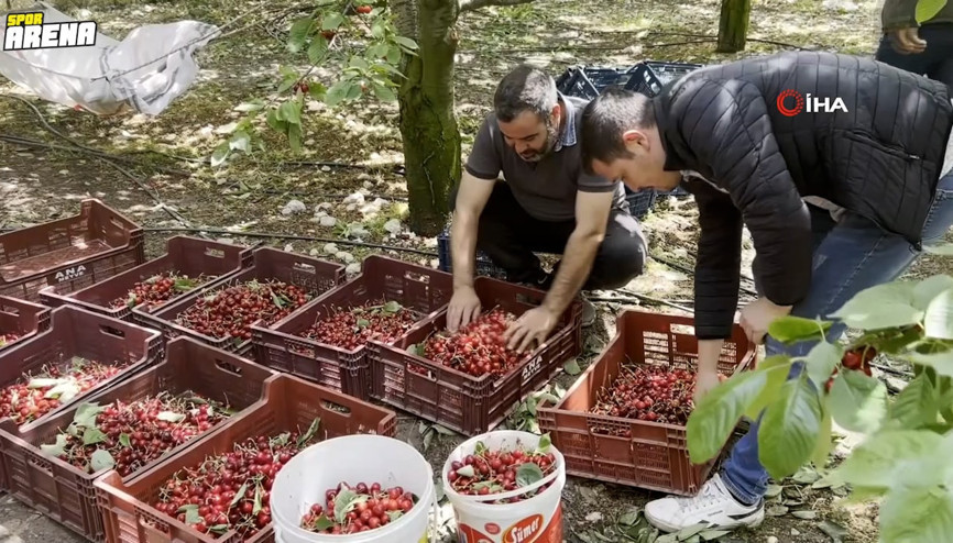 Fenerbahçeli kiraz üreticisinin şaşkınlığı: Ağaç bile Galatasaraylı
