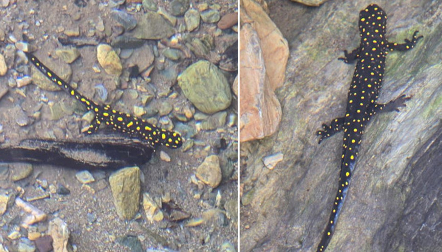 Nesli tükenme tehdidi altında... Batmanda görüntülendi