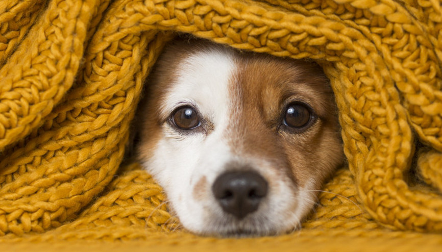 Sokak Köpekleri uyutulacak mı 3 Haziran son dakika sokak hayvanları haberleri Sokak Köpekleri uyutulacak mı 3 Haziran son dakika sokak hayvanları haberleri