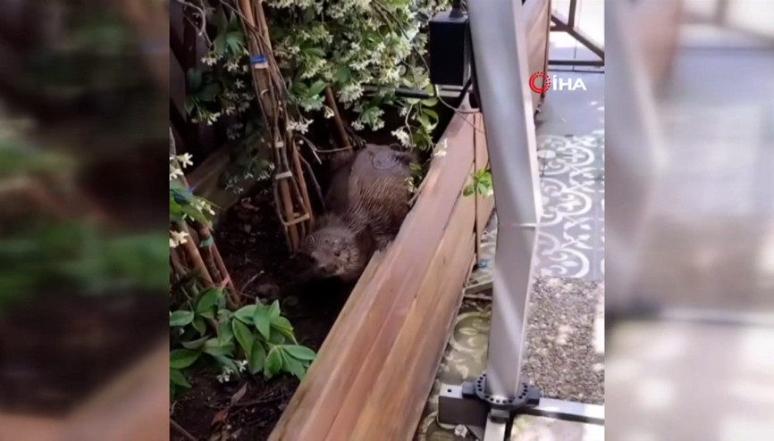 Beykozda su samuru karada görüntülendi