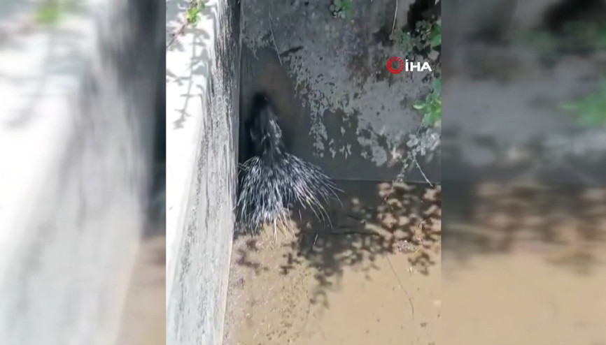 Nesli tükenme tehlikesi altında olan oklu kirpi görüntülendi