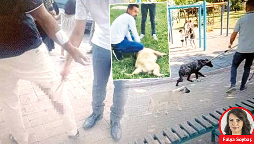 ‘Kuduz’ şüphesiyle 2 mahalle karantinada... Şanlıurfa’da hayvan severler ve büyükşehir karşı karşıya