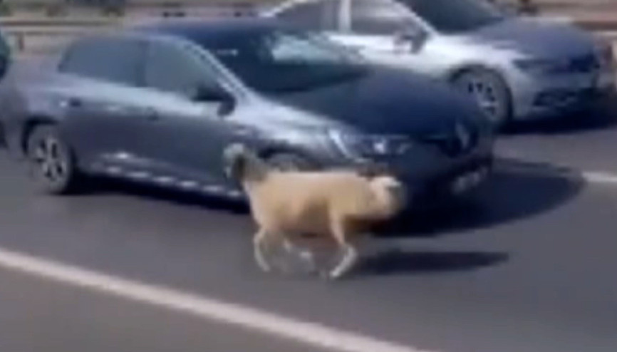 Kaçan koyun TEM Otoyolunu karıştırdı