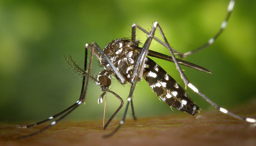 Avrupa’da Asya Kaplan sivrisineği paniği