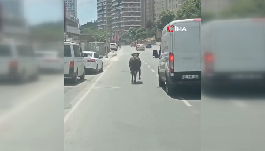 Kağıthane’de sahibinin elinden kaçan kurbanlık ortalığı birbirine kattı