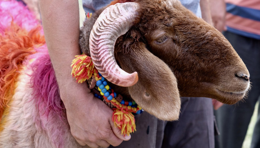 Boynuzu kırık inek ve koyun kurban edilir mi Boynuzu kırık hayvan kurbanlık olur mu İşte Diyanet fetvası