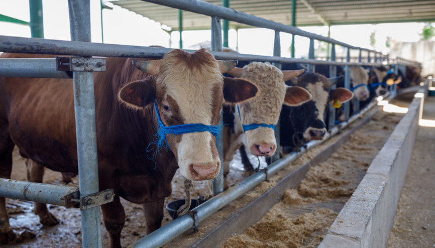Kurban kesen kişi abdestli olmalı mı Abdestsiz kurban kesilir mi İşte Diyanet fetvası