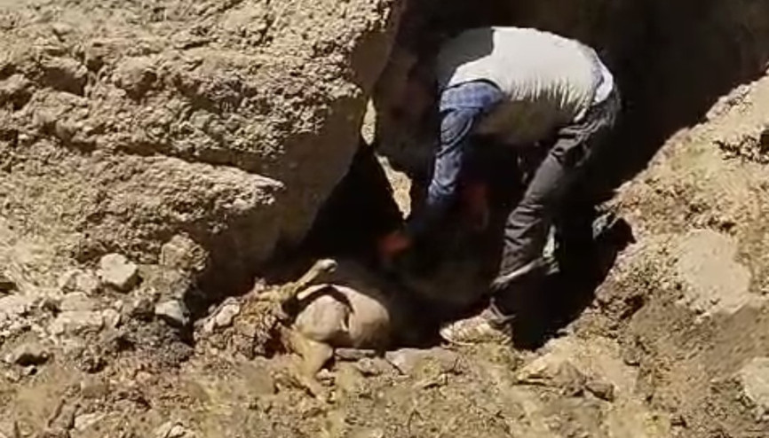 Uçurumdan atlayan koyunlar telef oldu