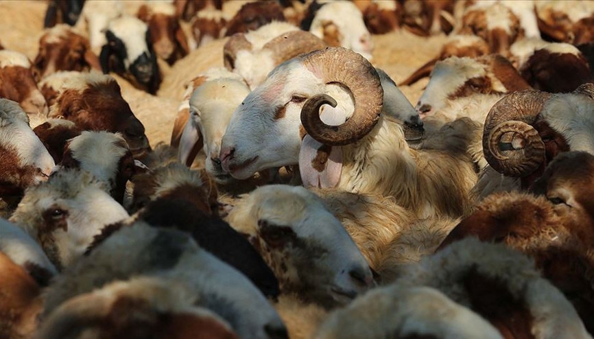 Kurban kesimi ne zaman biter Bayramın 3 ve 4. günü kurban kesilir mi, son gün ne zaman Diyanet açıkladı İşte kurban kesim vakitleri Kurban kesimi ne zaman biter Bayramın 3 ve 4. günü kurban kesilir mi, son gün ne zaman Diyanet açıkladı İşte kurban kesim vakitleri