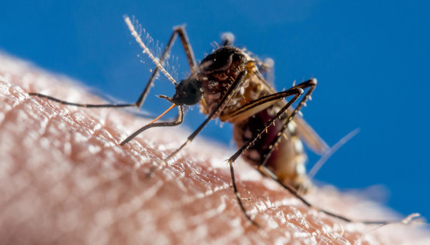 Popüler turistik destinasyonlarda görülen ölümcül Dang humması, Avrupaya da yayılıyor. Ülkemizde durum ne İnsandan insana yayılır mı