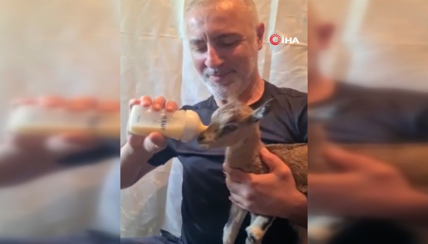 Doğada bitkin halde bulduğu dağ keçisi yavrusunu biberonla besledi