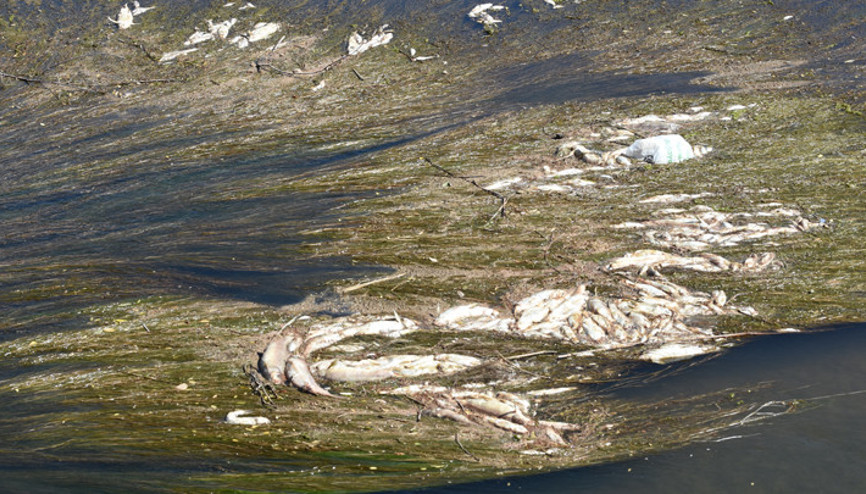 Görüntüler Kızılırmaktan... Balık ölümleri bir uçtan bir uca devam ediyor Görüntüler Kızılırmaktan... Balık ölümleri bir uçtan bir uca devam ediyor