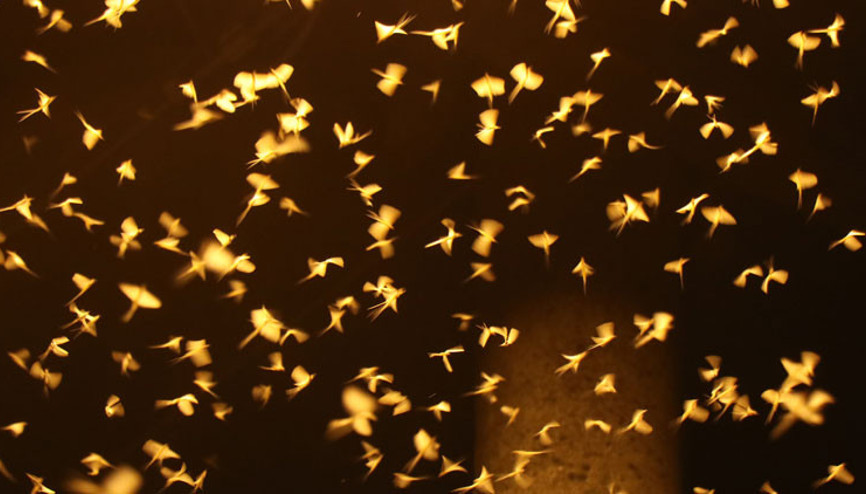 Bir gün sineklerinin ‘ölüm uçuşu başladı Vatandaşlar akın etti