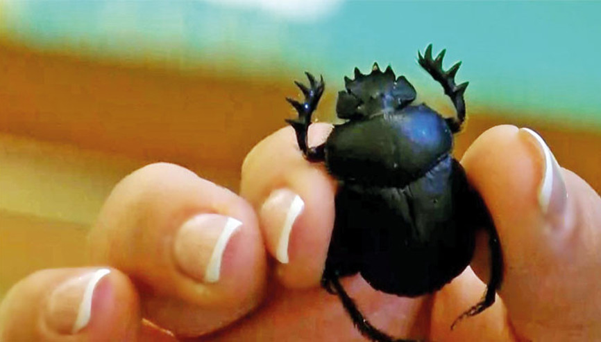 Devlet korumasındaki böcek Devlet korumasındaki böcek