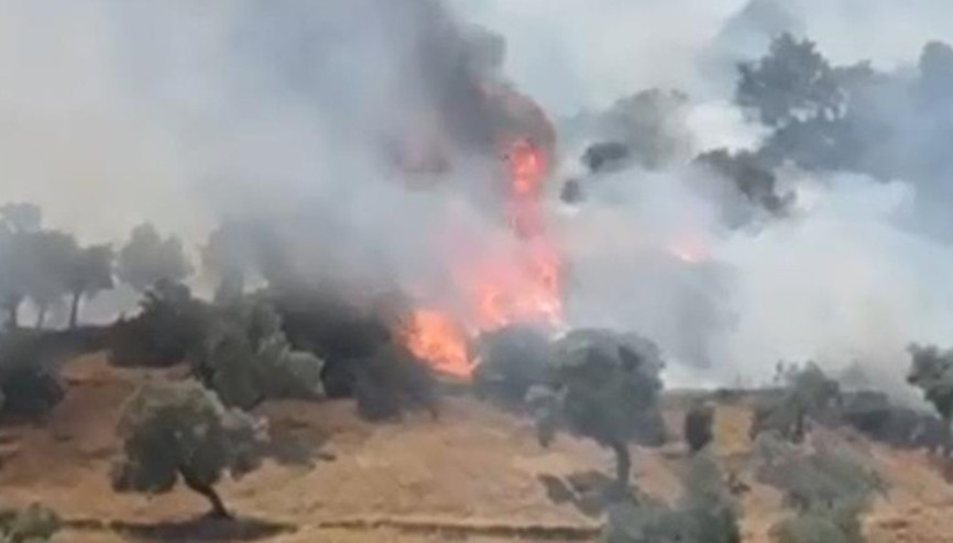 Aydın Çinede zeytinlik alanda yangın