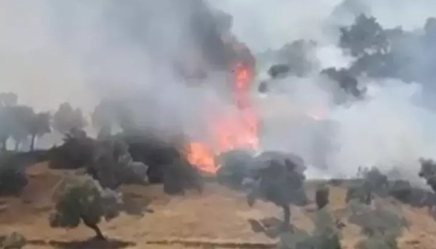 Aydın’ın Çine ilçesinde zeytinlik alanda yangın