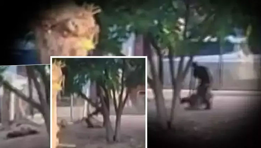 Sürüden ayrılan koyuna şiddet uyguladı