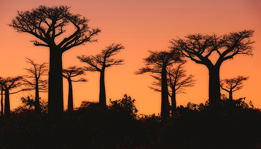 Bilim insanları uzun zamandır tartışıyordu: 1000 yıl yaşayabilen hayat ağacının gizemi çözüldü Uzaklardaki o adada neler yaşandı Bilim insanları uzun zamandır tartışıyordu: 1000 yıl yaşayabilen hayat ağacının gizemi çözüldü Uzaklardaki o adada neler yaşandı