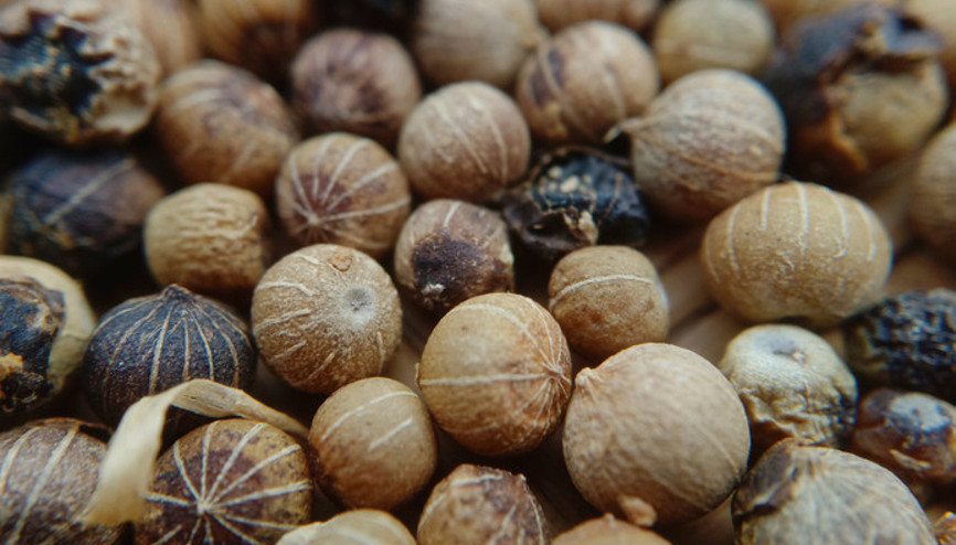 Balla karıştırıp tüketildiğinde tansiyonu düşürüyor Kişnişin faydaları say say bitmiyor Balla karıştırıp tüketildiğinde tansiyonu düşürüyor Kişnişin faydaları say say bitmiyor