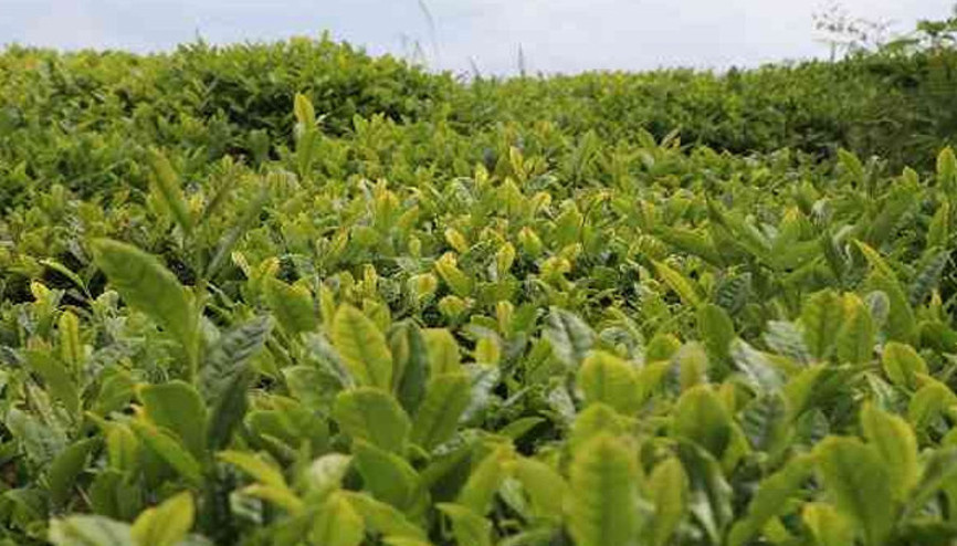 Mayıs ayı çay bedelleri yatırılıyor