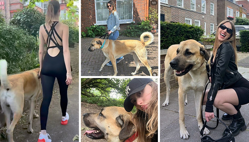 Londra sokaklarında dikkatler Pashanın üzerinde... Kangal tutkunu İngiliz kadın: Bizi Sivasa götürün