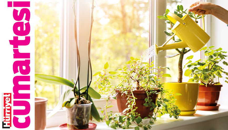 Doğayı evinize taşıyın