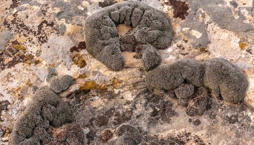 Mars’a en uygun bitki: Çöl yosunu