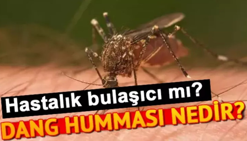 Dang humması nedir, ölümcül müdür, nasıl bulaşır Dang humması insandan insana geçer mi